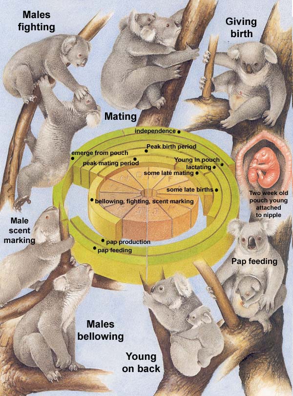 Koala life cycle